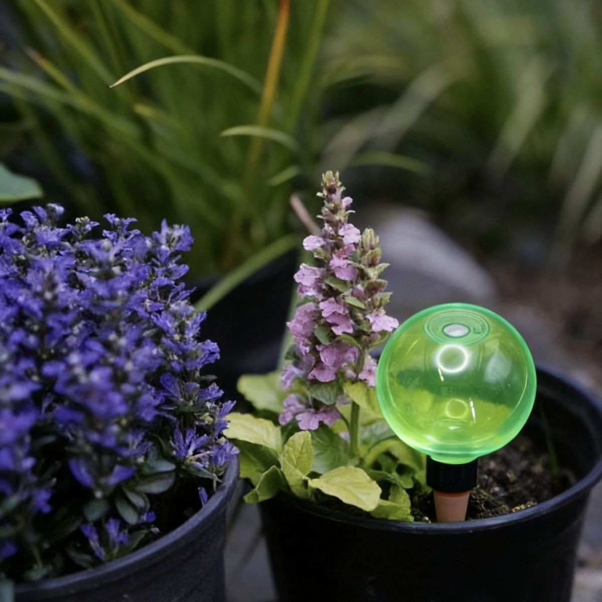 3 szt. Duże plastikowe kule do – Self-Watering Planter recenzja i cena